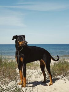 Beat the Heat: Signs of Overheating and How to Prevent It