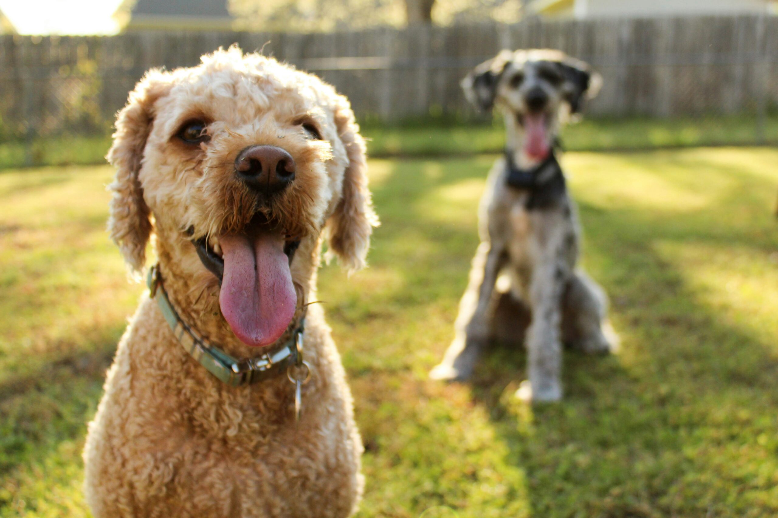 Backyard Safety for Dogs: BBQs, Kids, and Distractions