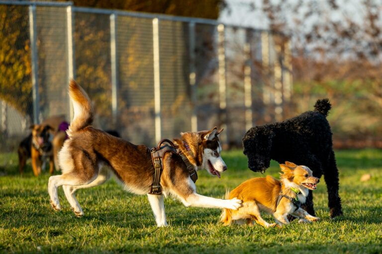 Keep your dog active when it's too hot