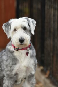 Backyard Safety for Dogs: BBQs, Kids, and Distractions
