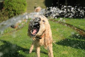 Keep your dog active when it's too hot