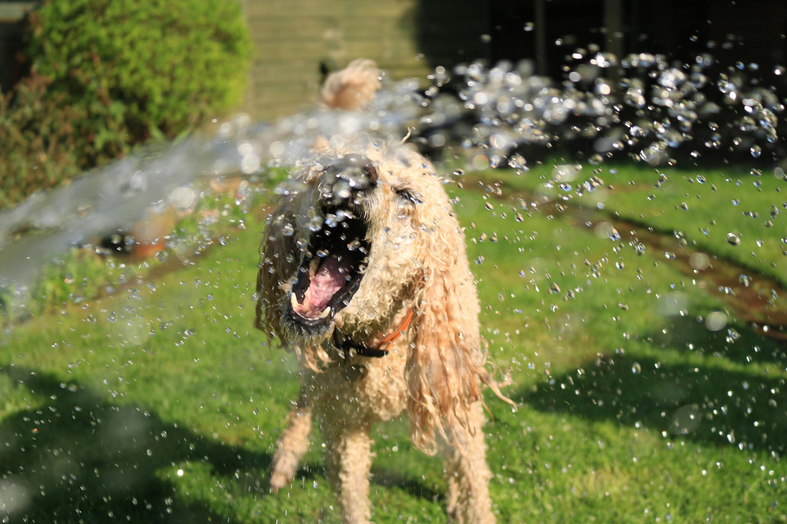 Keep your dog active when it's too hot