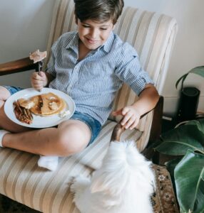 Summer foods for dogs