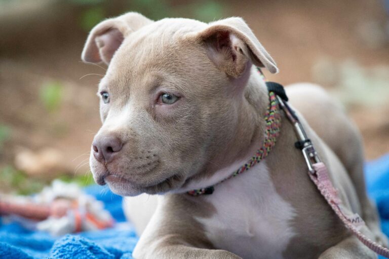 Socialization 101: Proven Confidence Boost for Dogs