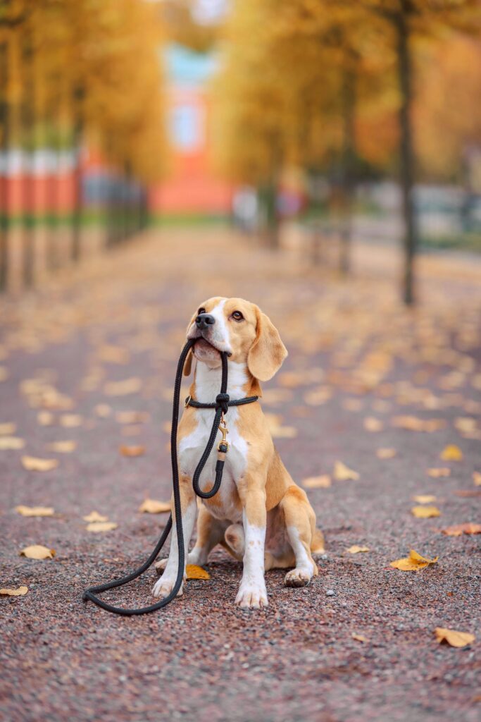 Mastering Loose Leash Walking Before Fall Adventures Begin
