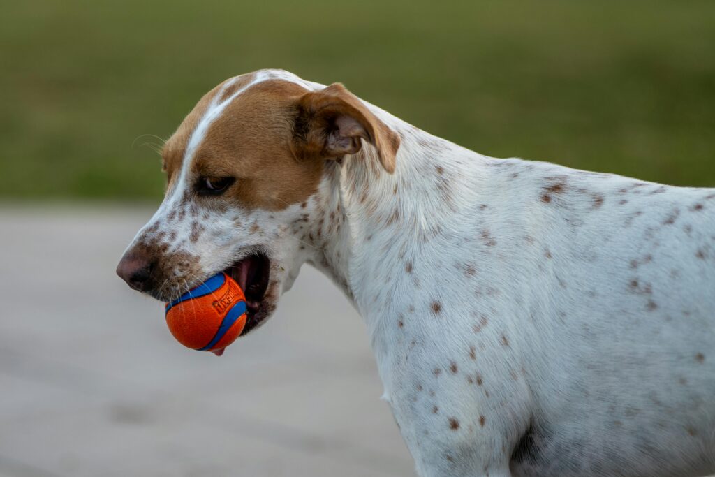Dog Parks vs. Structured Play: What’s Better for Training? 