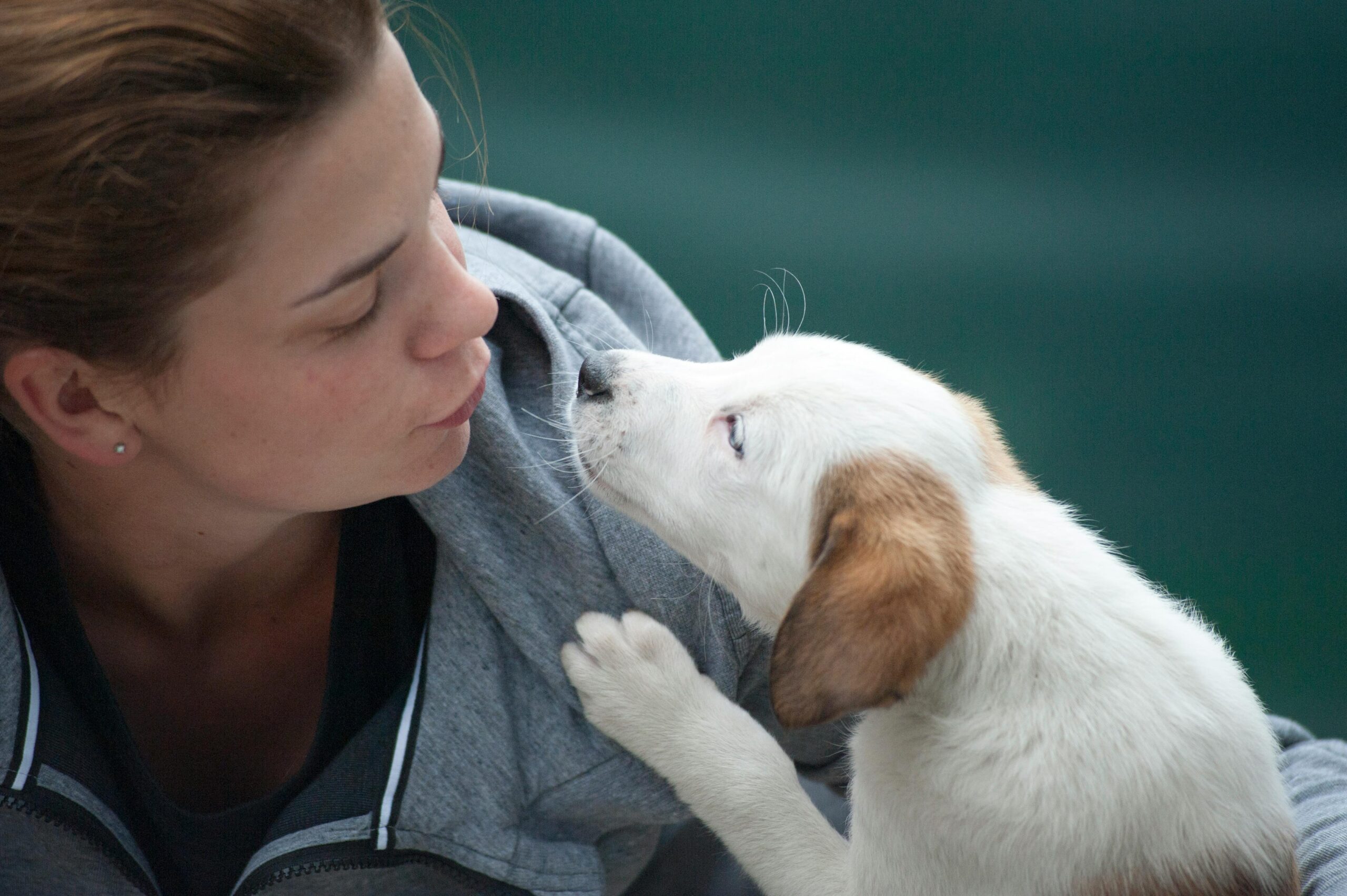 Gratitude Towards Dogs: Wonderful Lessons That Change Lives