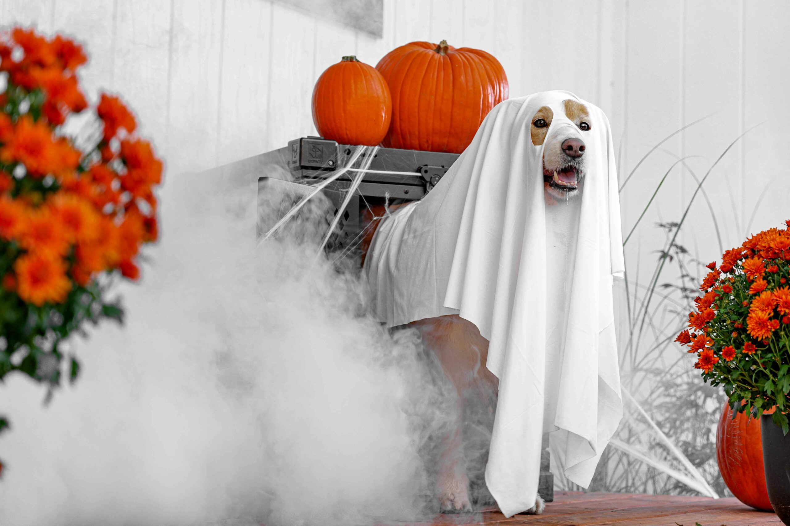 Spooky Halloween with Dogs: Fun Costumes, Candy, and Chaos