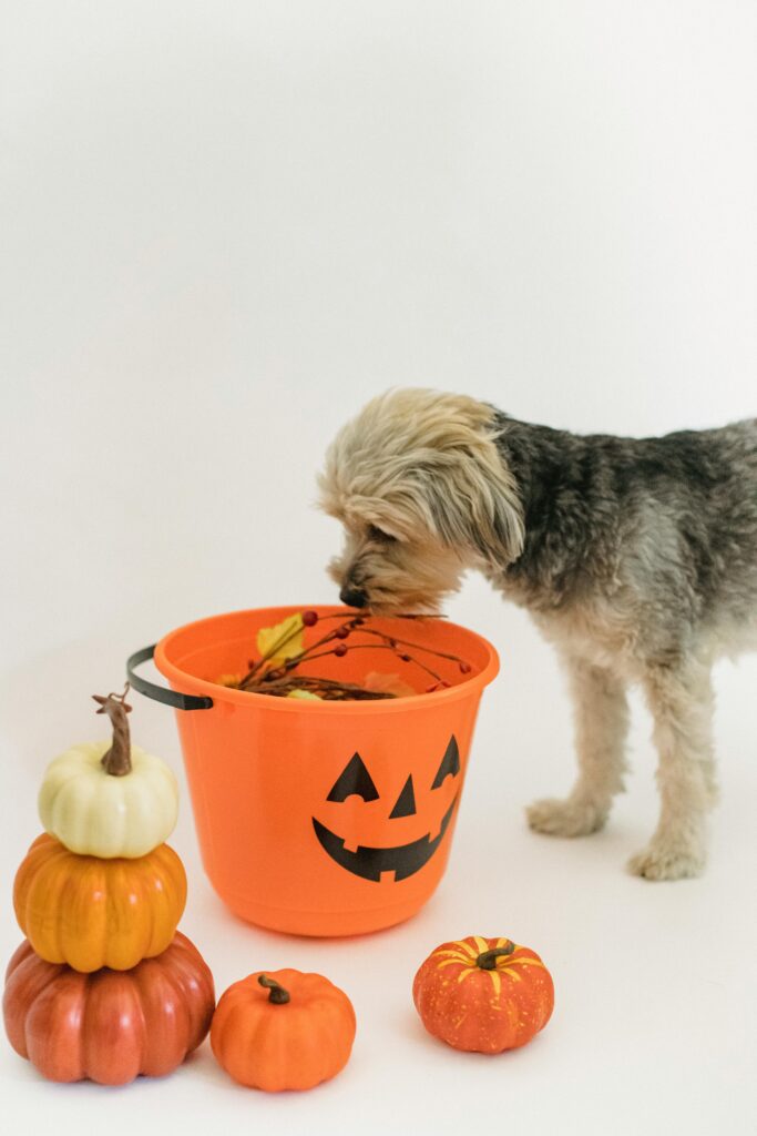 Spooky Halloween with Dogs: Fun Costumes, Candy, and Chaos 