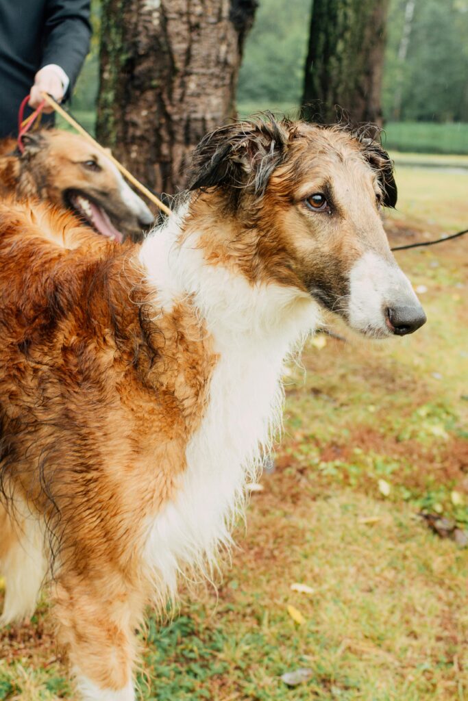 Multi-Dog Success: Expert Training Tips for a Happy Pack 