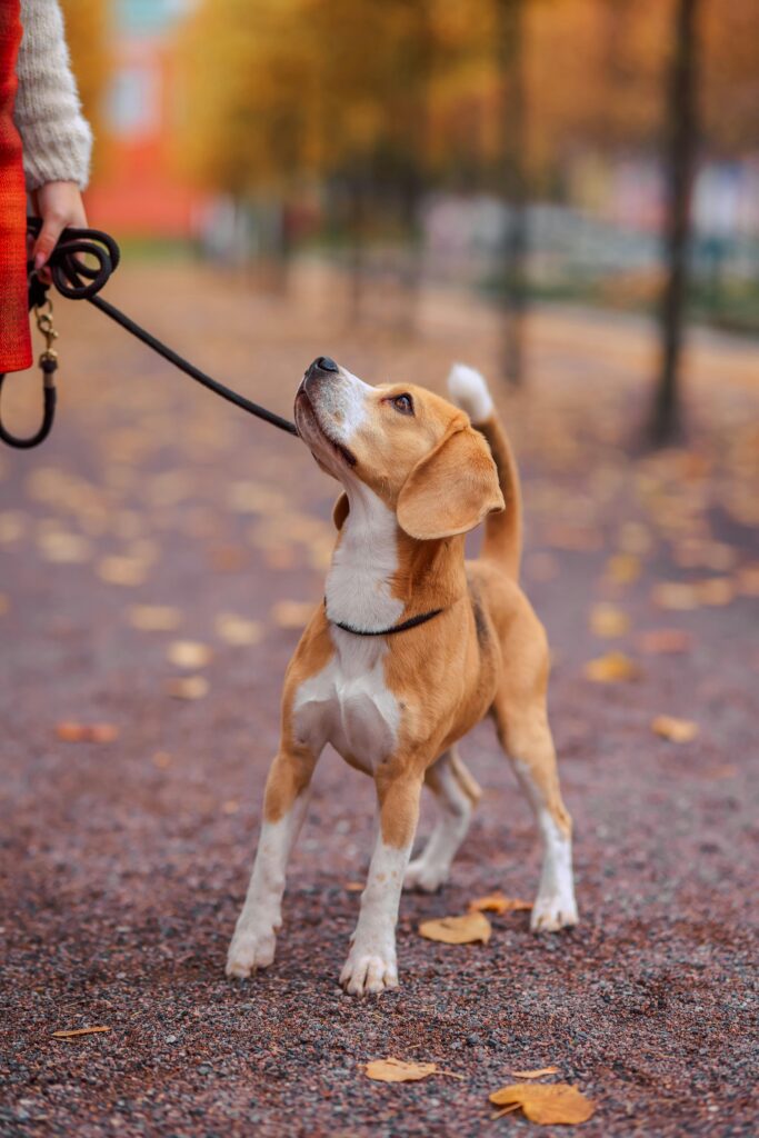Leash Reactivity: Powerful Causes, Fixes, & Myths Explained