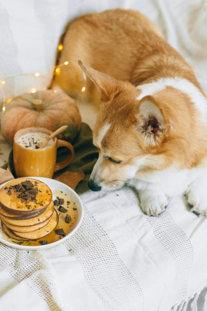 Thanksgiving Table Rules for Dogs: For a Happy Holiday