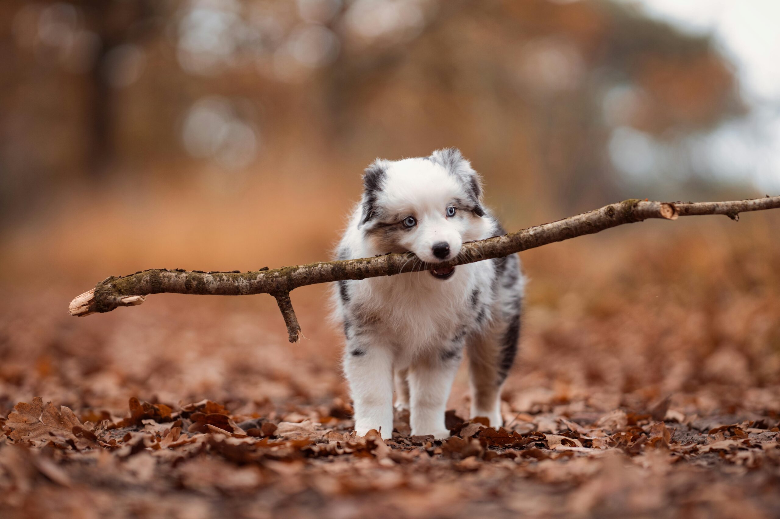 The Complete New Year’s Guide to Successful Training for Your Dog in 2026