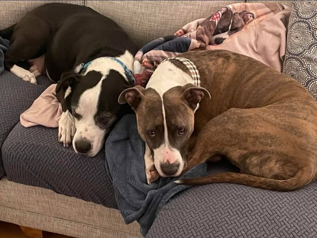 Why Kennel Systems Are Safer Than Chains for Outdoor Dogs 