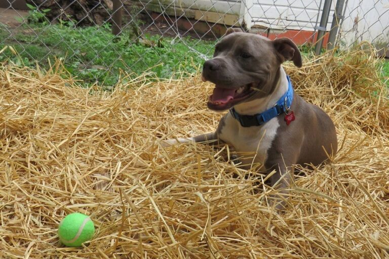 Why Kennel Systems Are Safer Than Chains for Outdoor Dogs