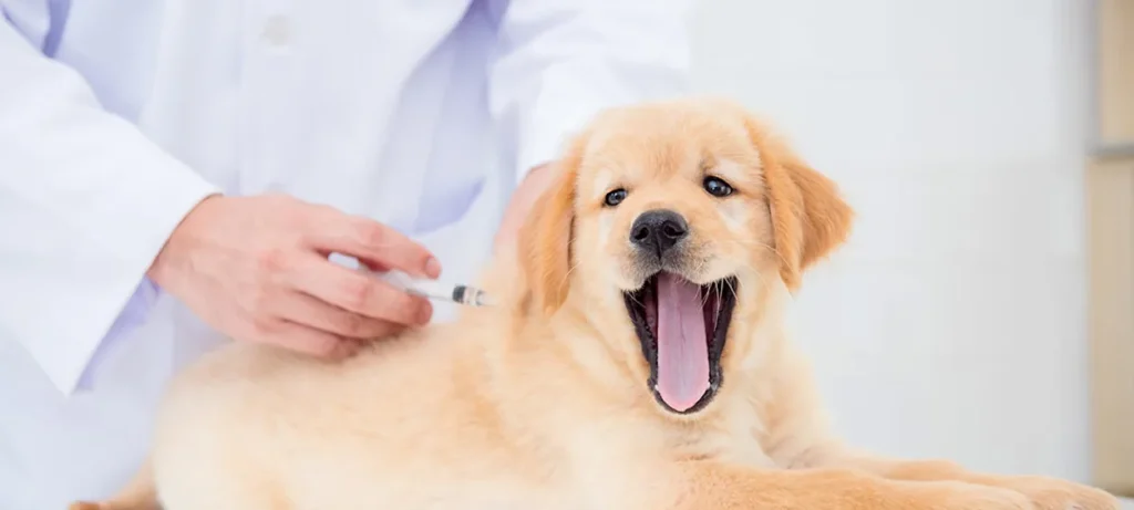 Why Trainers and Veterinarians Both Prioritize Calm Dogs