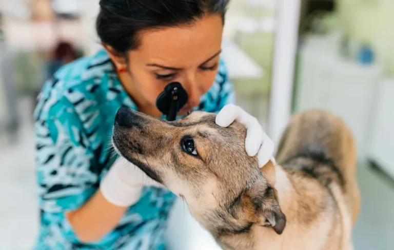 Why Trainers and Veterinarians Both Prioritize Calm Dogs