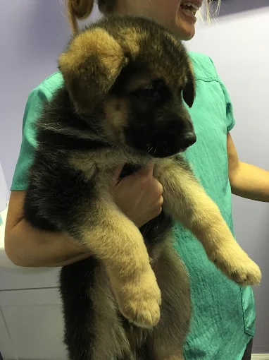 What Your Dog’s Wellness Exam Reveals About Their Training Progress