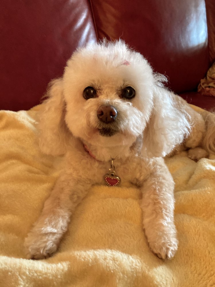 Why Grooming Matters for Your Dog’s Health and Comfort