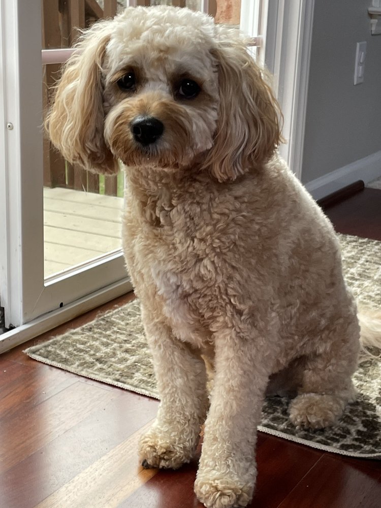 Why Grooming Matters for Your Dog’s Health and Comfort