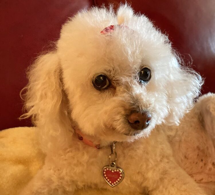 Why Grooming Matters for Your Dog’s Health and Comfort