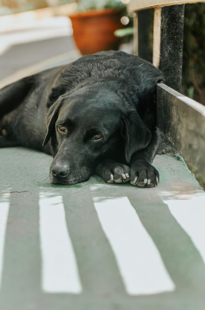 Winter Boredom in Dogs, Common Signs and What to Do