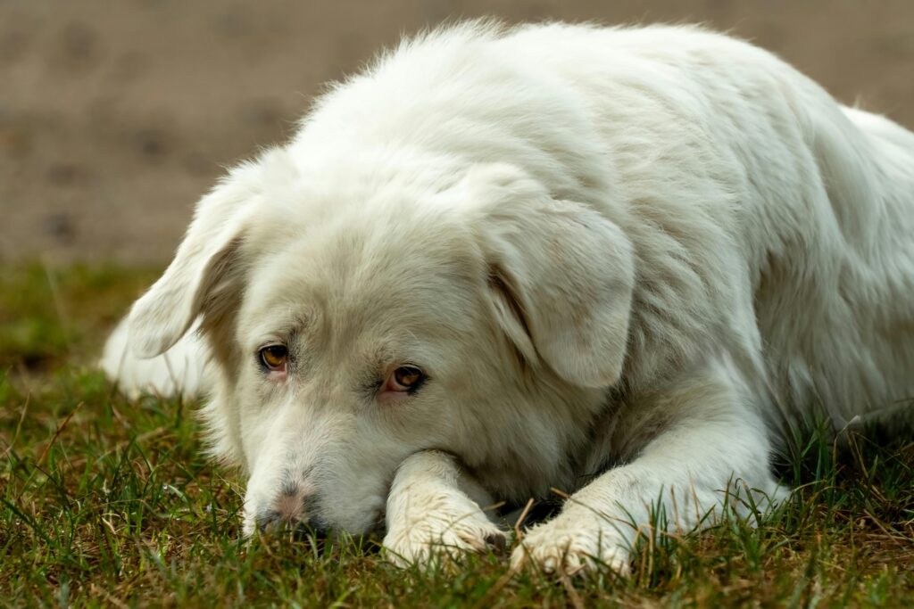 private dog training winston-salem nc calm white dog