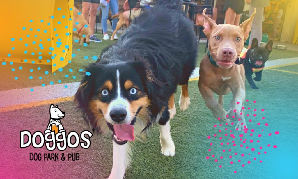 Dog park training session with a dog practicing recall and focus near distractions in North Carolina