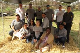 Outdoor kennel safety setup with a dog calmly resting on place outside