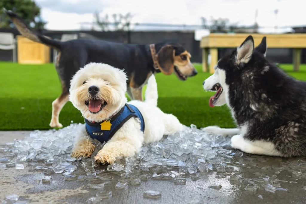 Dog park training practice with a dog holding a calm sit before entering a Winston-Salem dog park