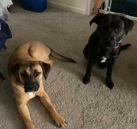 dog aggression training winston-salem nc with two dogs
