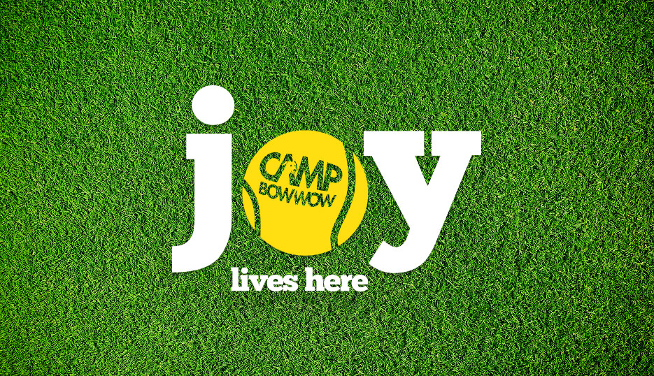 Dog daycare training practice with a dog holding place calmly before daycare drop-off in NC