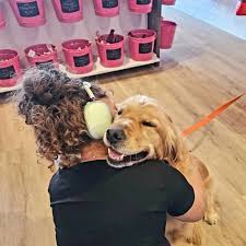 Grooming appointment training practice with a dog calmly holding place during brushing