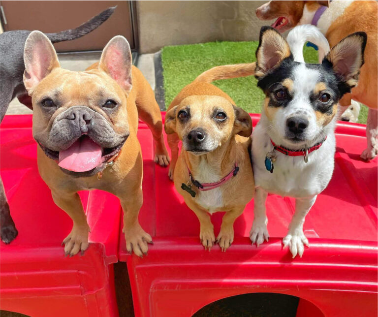 Dog daycare training practice with a dog holding place calmly before daycare drop-off in NC