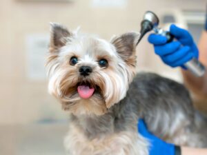 Dog obedience training Winston-Salem NC for small dog
