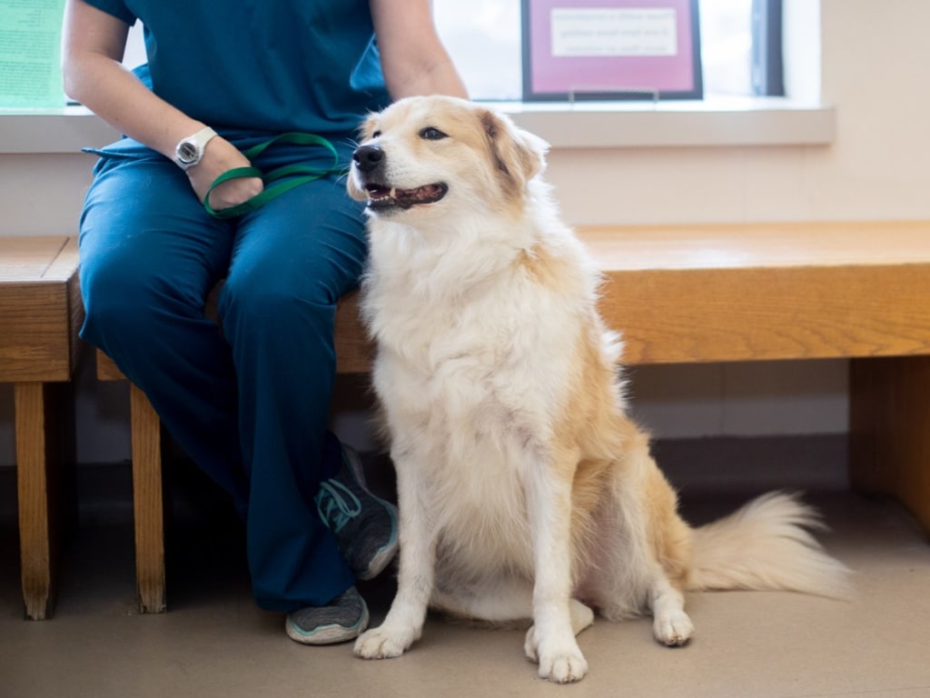 Vet visit training practice with a dog calmly holding place while being gently handled at home in Winston-Salem