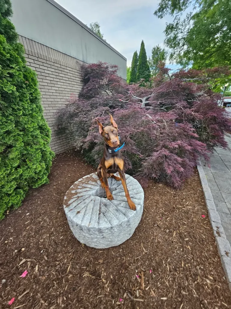 Board and train Winston-Salem NC Doberman on place