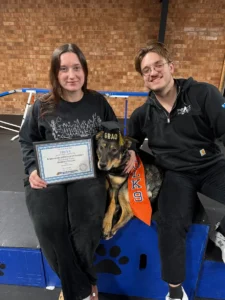 German Shepherd puppy practicing better leash manners and control after training in Winston-Salem, NC.