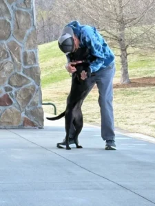 Luna the black Lab mix practicing better obedience and calm behavior after training in Winston-Salem, NC. 
