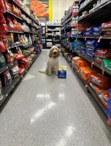 Maylee the Goldendoodle practicing better obedience and off-leash skills after training in Winston-Salem, NC.