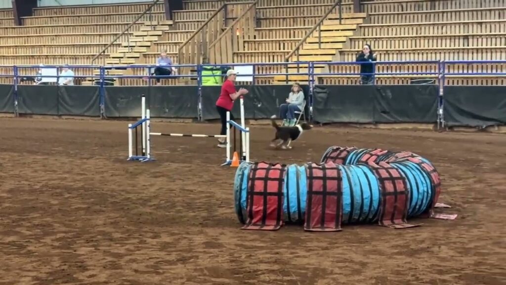 Agility training prep practice with a dog holding place calmly before beginner agility work in NC