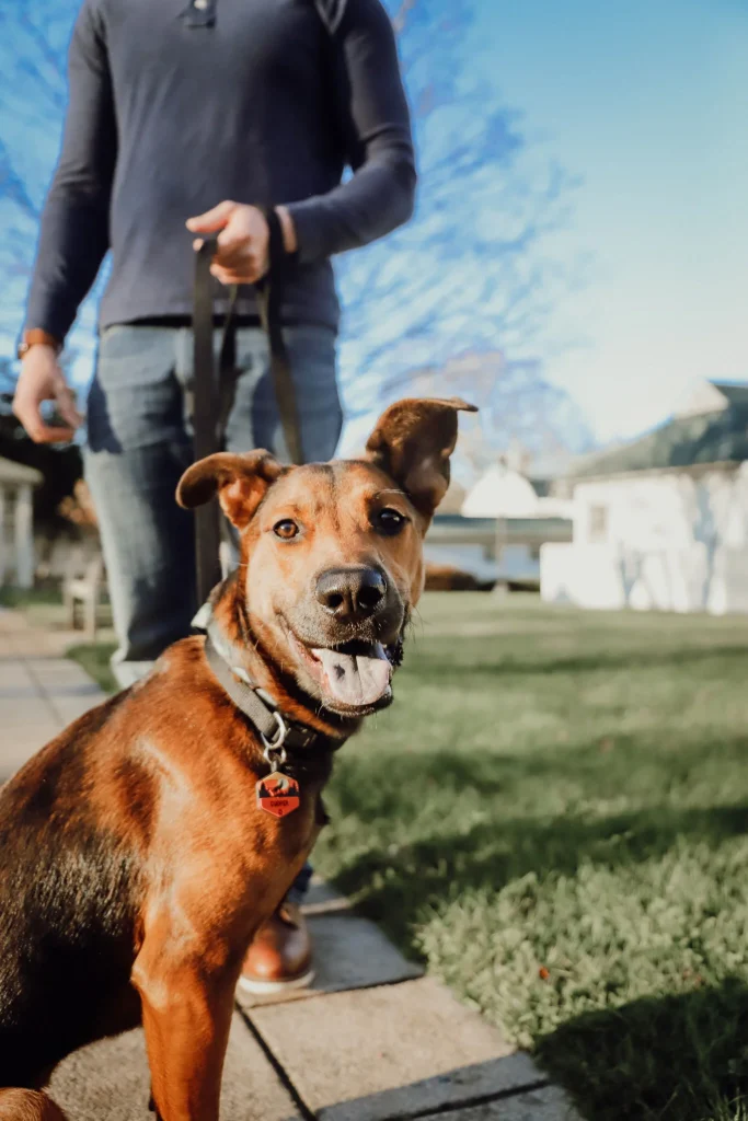 Dog walking training practice with a calm dog on leash during a handoff in Winston-Salem