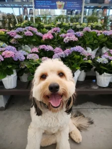 Sadie is improving her behavior with structured dog training in Winston-Salem, NC.