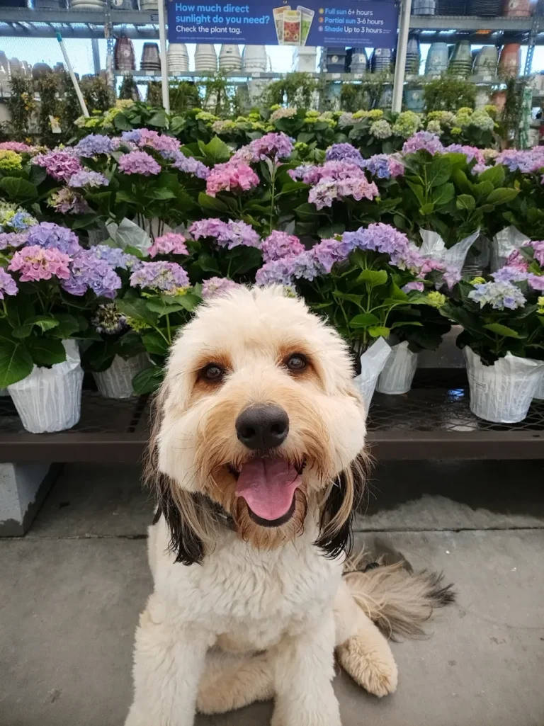 Sadie is improving her behavior with structured dog training in Winston-Salem, NC.