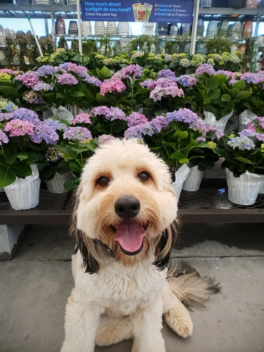 Sadie is improving her behavior with structured dog training in Winston-Salem, NC.