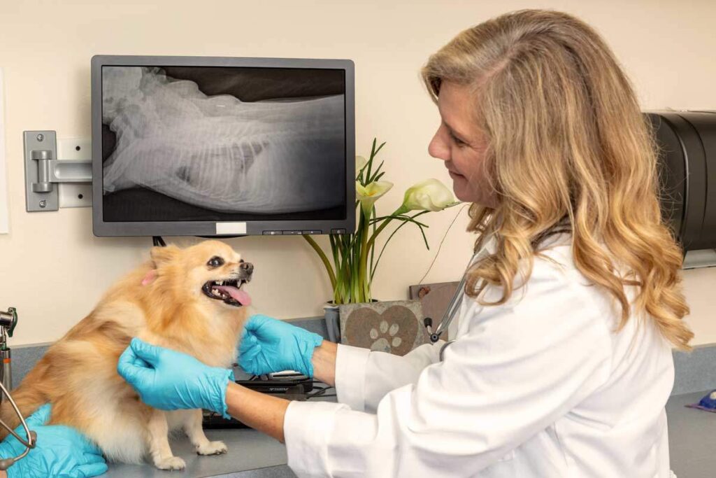 Emergency vet preparedness practice with a dog calmly holding place while being gently handled at home in Winston-Salem