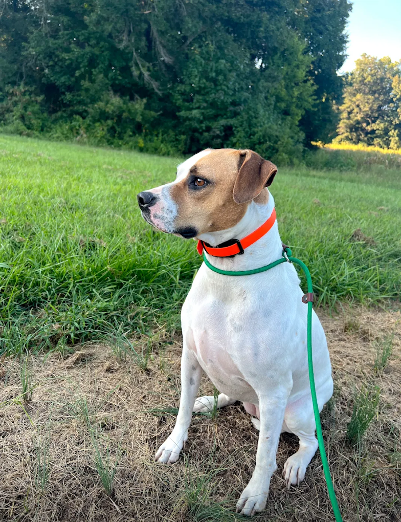 Dog training Walnut Cove NC for better obedience