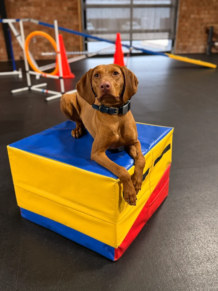 Dog on place platform during training Thomasville NC