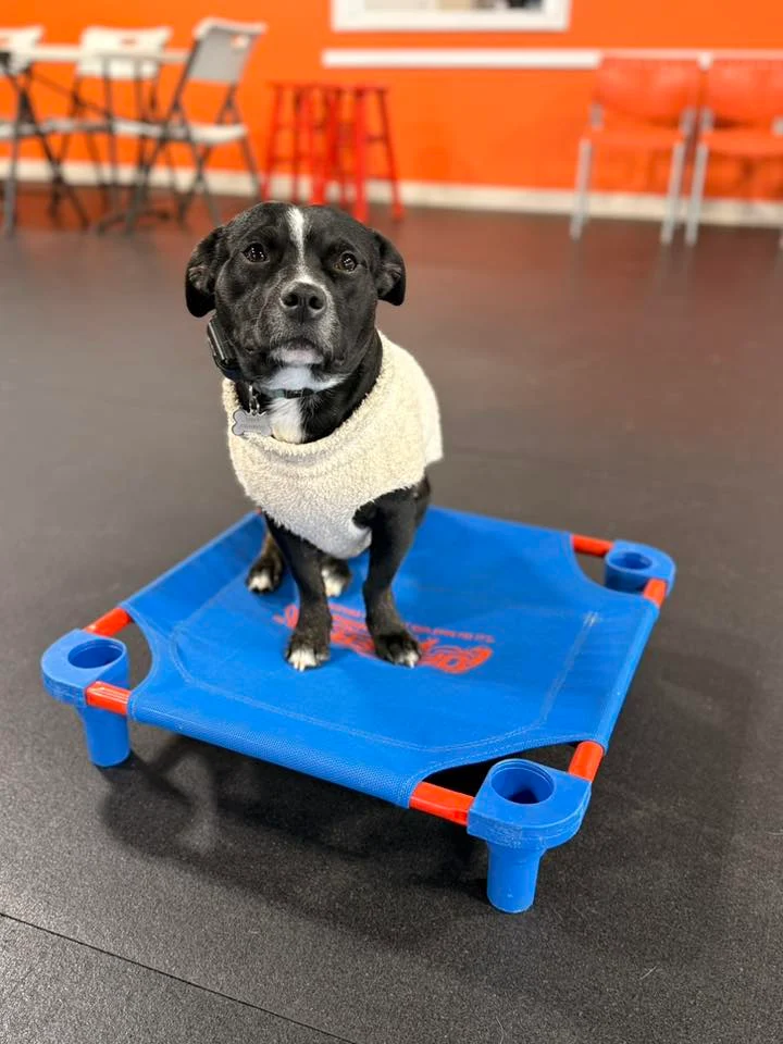 Dog training Walnut Cove NC with trained dog indoors