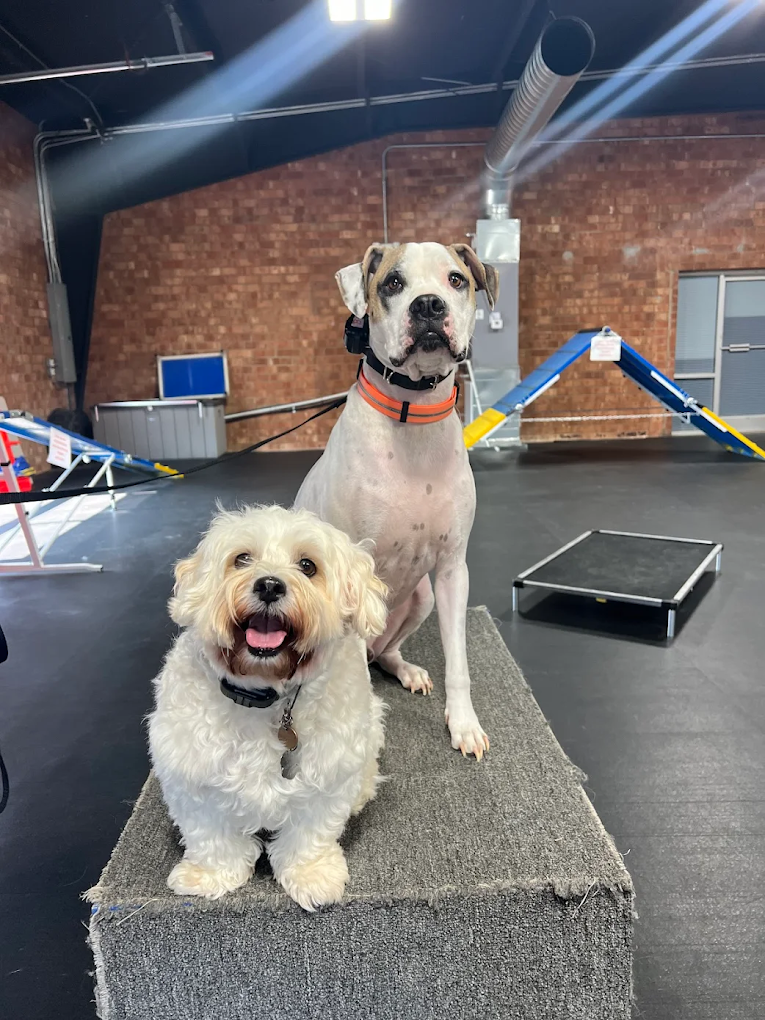 Two dogs on platform during dog training Archdale NC